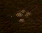 Dung.bmp