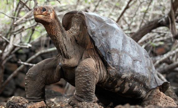 Lonesome George.jpg