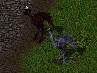 mounts for sale.jpg
