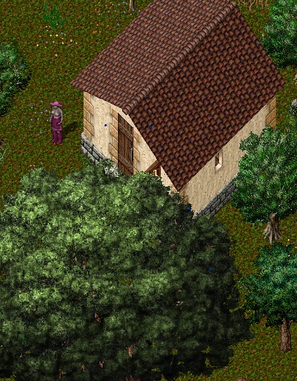 yew1.jpg