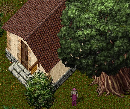 Yew2.jpg