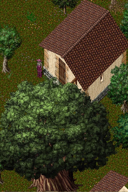 yew1.jpg