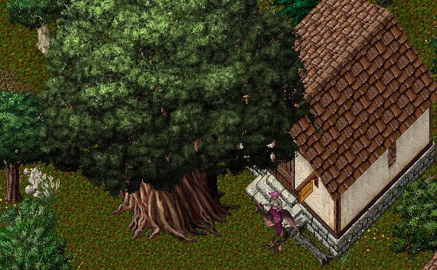 Yew1.jpg