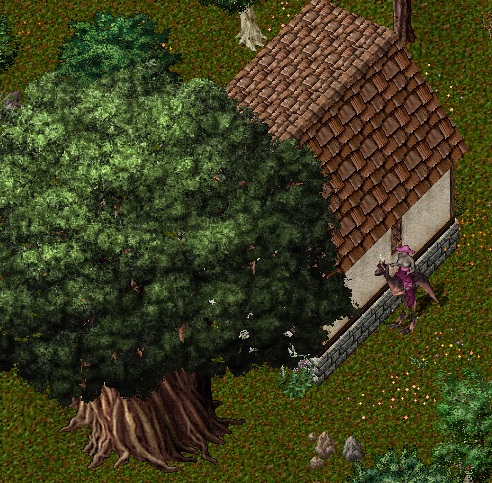 Yew2.jpg