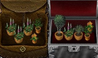 plants.jpg