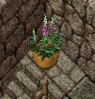 plant.png
