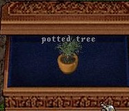 Potted tree.jpg