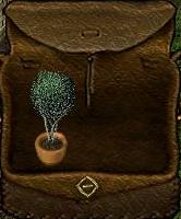 POTTED TREE.JPG