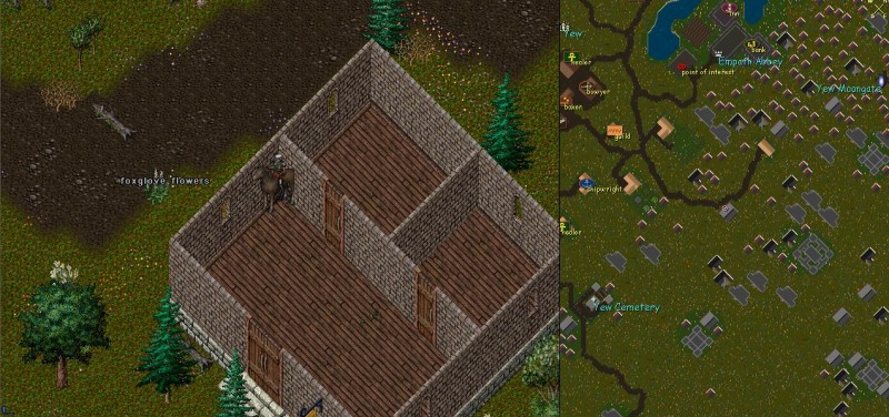 Yew4.JPG