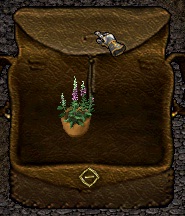 foxglove.jpg